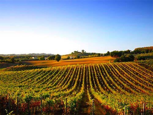 Les vignobles en region de Bergerac, 24100